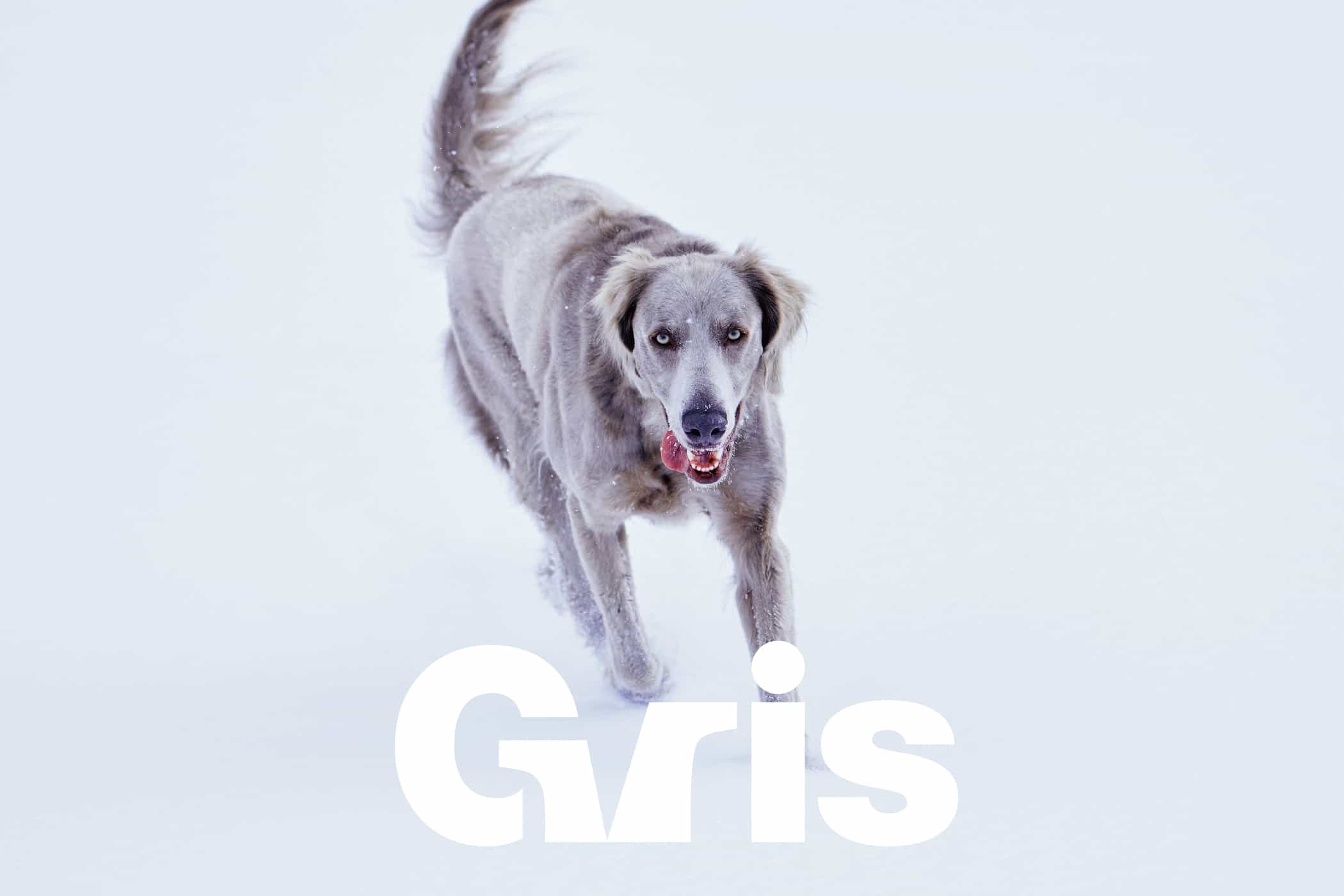 VI品牌设计-宠物狗用品